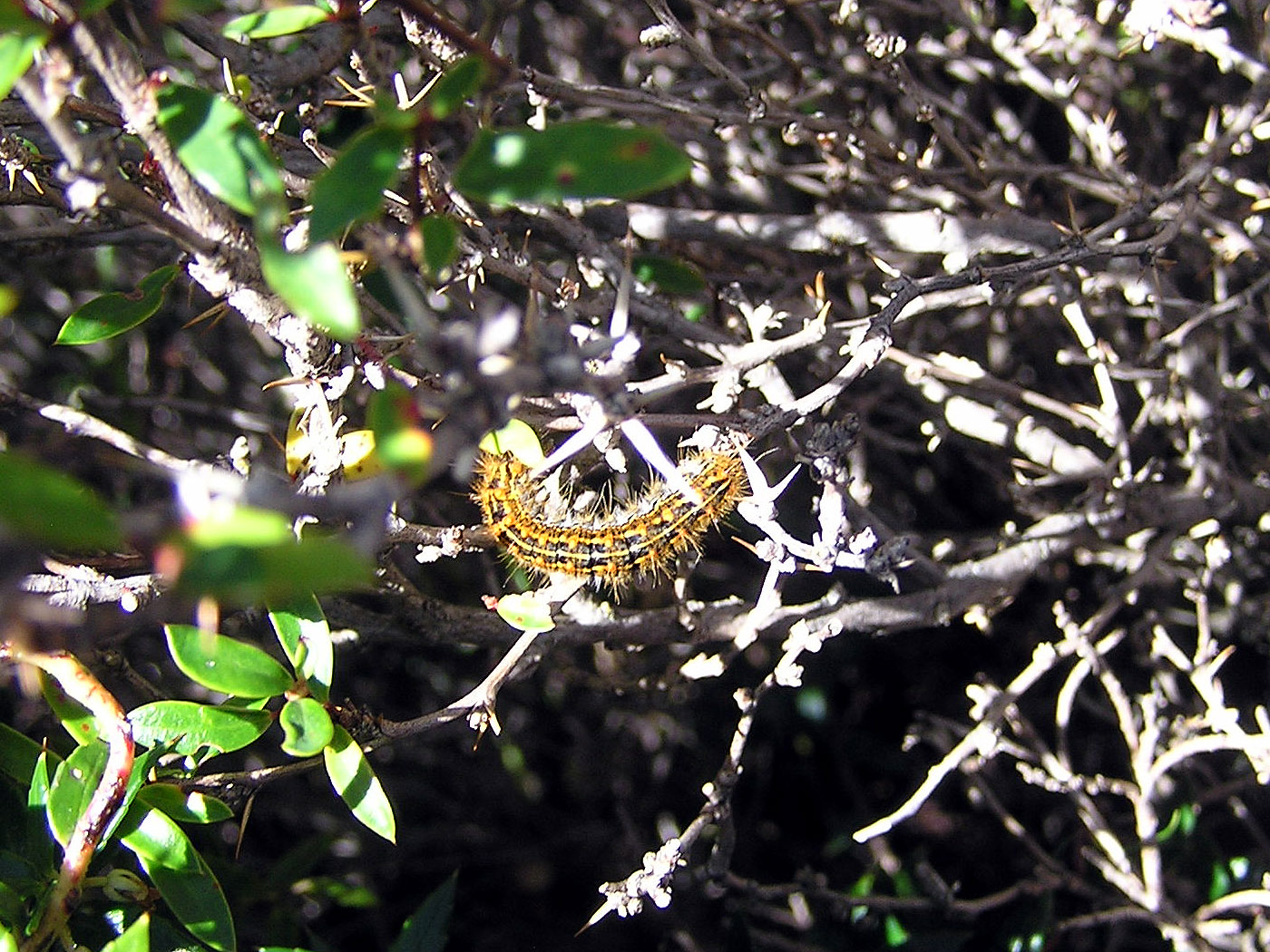 Caterpillar, Torres del Paine National Park, Chile
